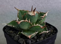 アガベ・チタノタ 緑幽霊（芽）-011｜agave titanota green ghost