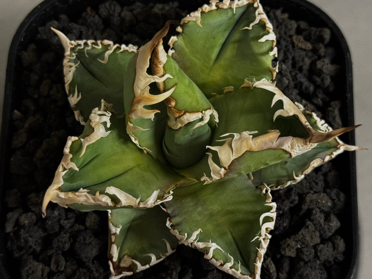 アガベ・チタノタ 白幽霊（芽）-005｜agave titanota white ghost