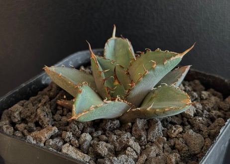 モト　アガベ　ディッキアなど tutian.workshop @sky_agave @kantei_agv 送料込み38,000円