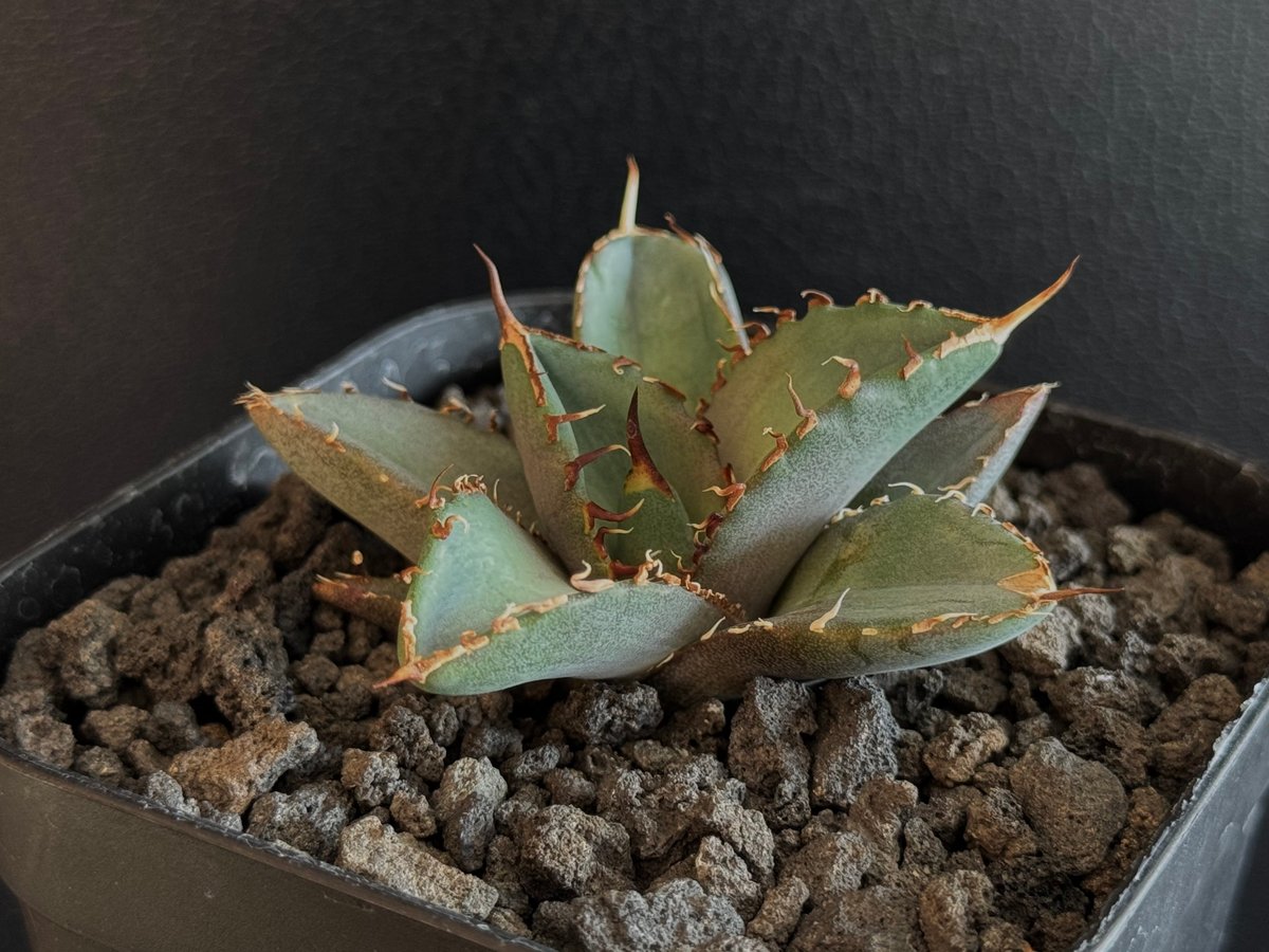 美株】アガベチタノタ ノーネーム メキシコ現地球 発根済 ボール状