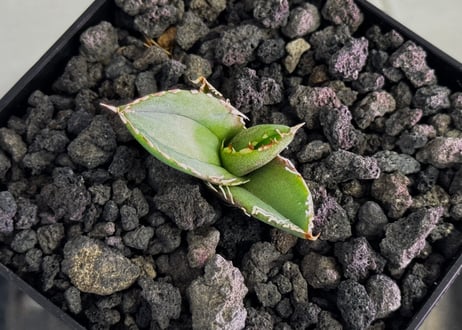 アガベ・チタノタ　大白鯊／Lize血統（芽）-010｜agave titanota 大白鯊
