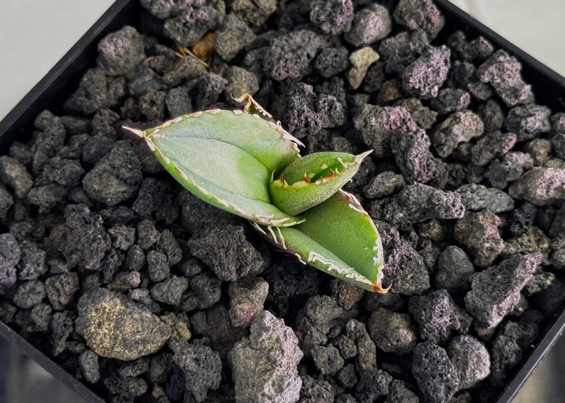 アガベ・チタノタ 大白鯊／Lize血統（芽）-010｜agave titanota 大白鯊