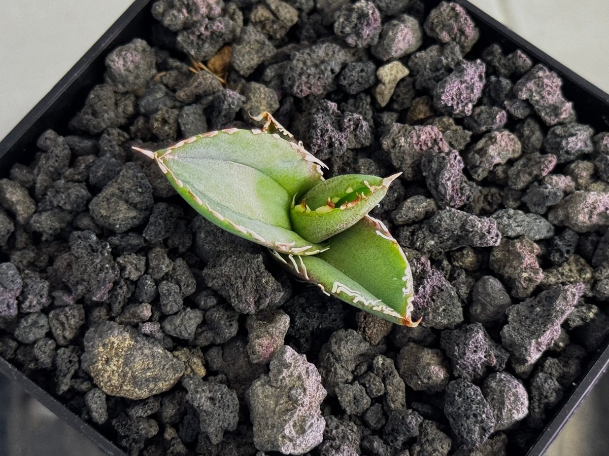 アガベ・チタノタ 大白鯊／Lize血統（芽）-010｜agave titanota 大白鯊
