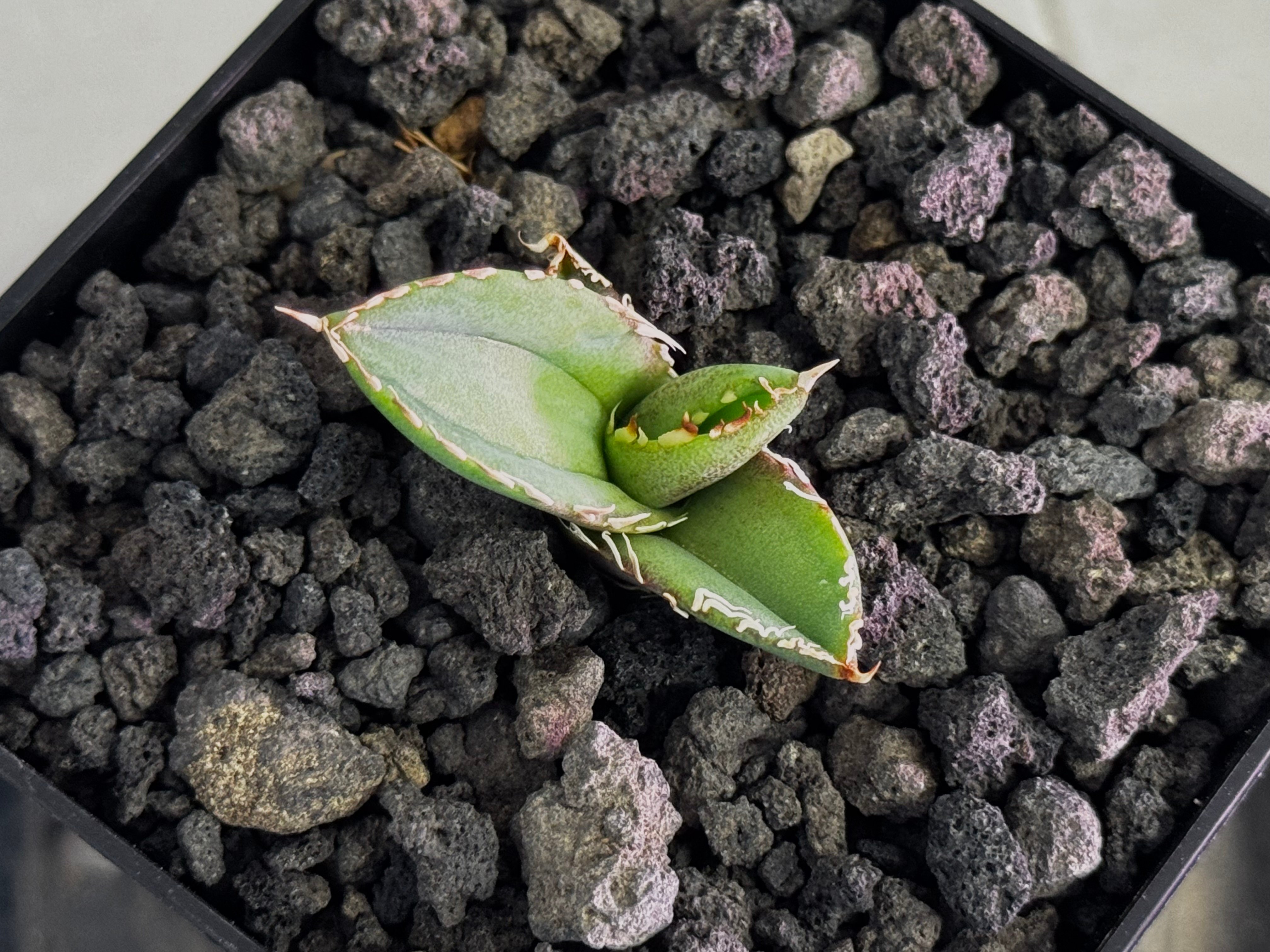 アガベ・チタノタ 大白鯊／Lize血統（芽）-010｜agave titanota 大白鯊