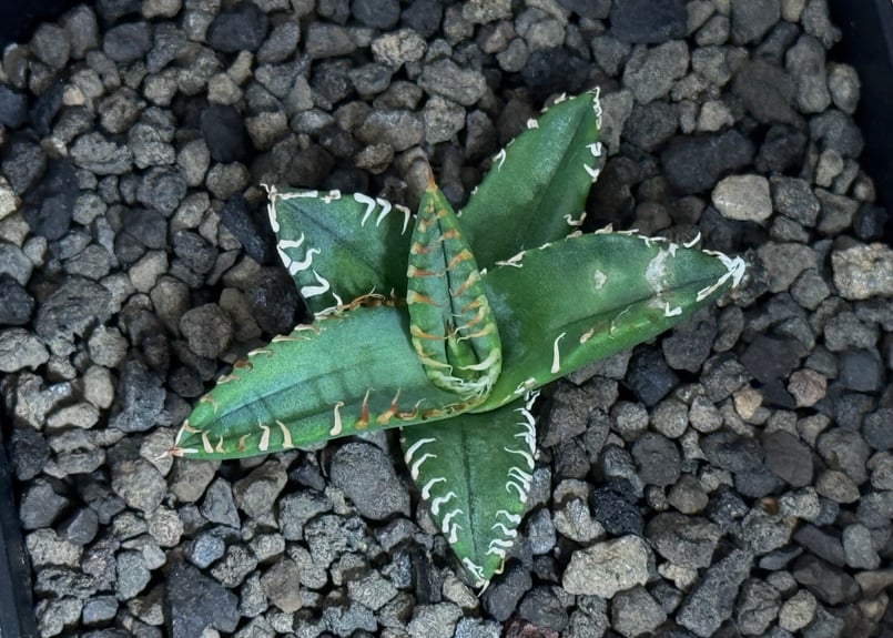 アガベ・チタノタ 徳尔塔(芽)-004｜agave titanota Delta | Plus