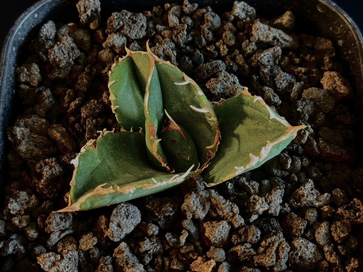 アガベ・チタノタ 蚩尤(芽)-003|agave titanota chiyou | Plus アガベ・チタノタ 蚩尤(芽)-003|agave titanota chiyou | Plus