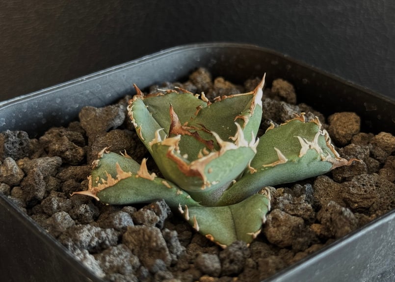 アガベ・チタノタ 鰐亀（芽）-025｜agave titanota alligator sna