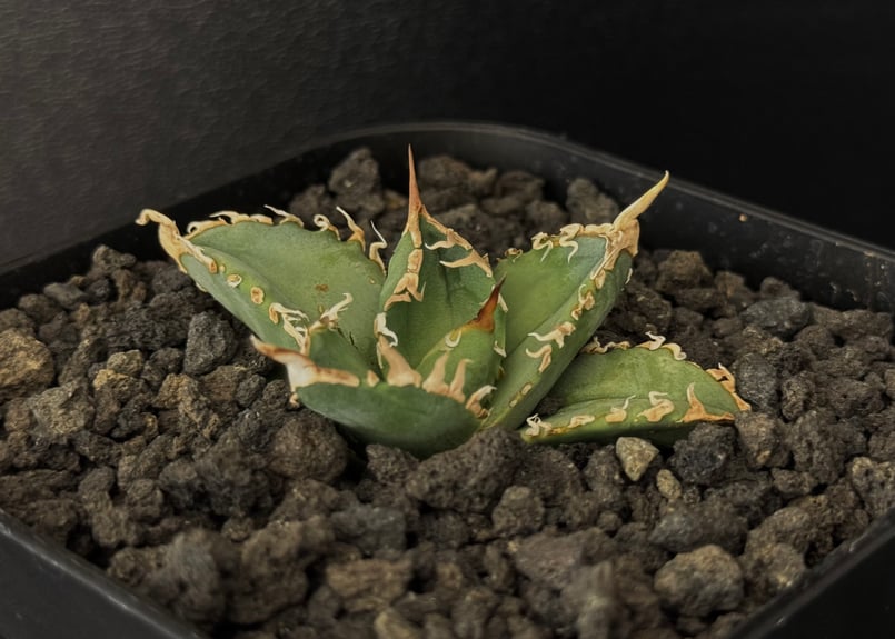 アガベ・チタノタ 白幽霊(芽)-006|agave titanota white アガベ・チタノタ 白幽霊(芽)-006|agave titanota white