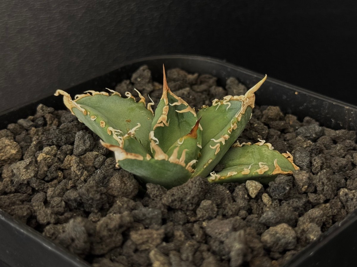アガベ・チタノタ 白幽霊(芽)-006|agave titanota white アガベ・チタノタ 白幽霊(芽)-006|agave titanota white