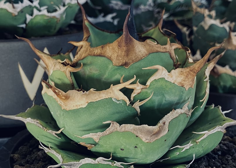 アガベ チタノタ 黒豹 黒蠍 セット - 植物/観葉植物