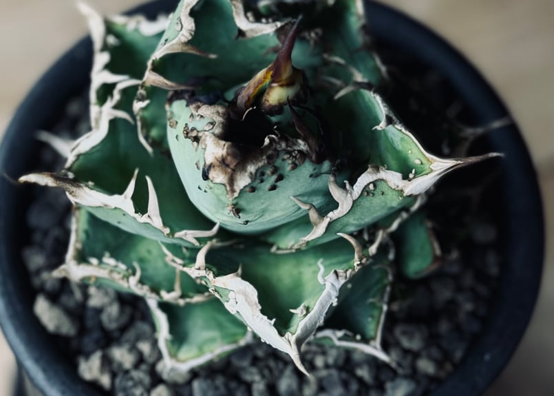 ◇子株付き◇アガベ・チタノタ 隕石(ミーティアライト)-022｜agave