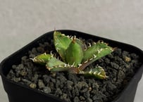 アガベ・チタノタ白鯨（縞斑）中-001｜agave titanota white whale