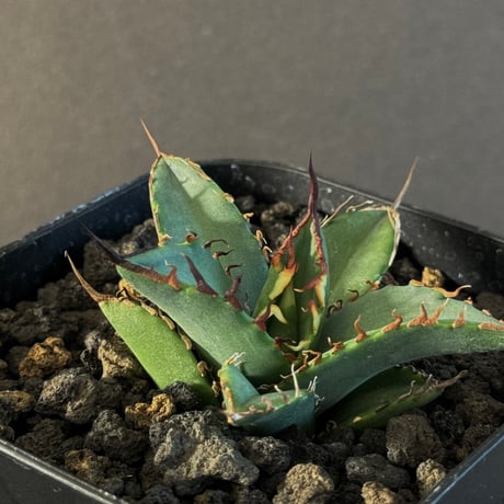 Dennis015 白犀牛　訳あり Dennis015 白犀牛 訳あり Dennis015 白犀牛 Agave Titanota