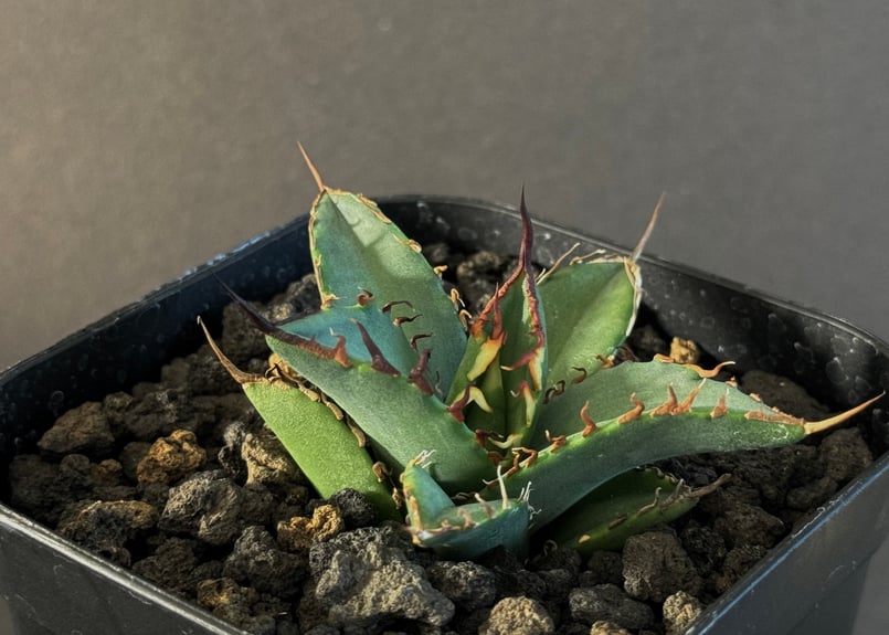 アガベ・チタノタ 黒犀牛（芽）-034｜agave titanota black