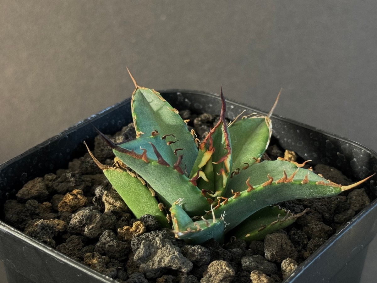 アガベ・チタノタ 黒犀牛(芽)-034|agave titanota black アガベ・チタノタ 黒犀牛(芽)-034|agave titanota black