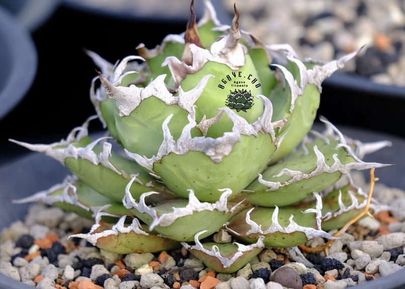 アガベ・チタノタ シーザー（凱撒）芽-017｜agave titanota caesar |