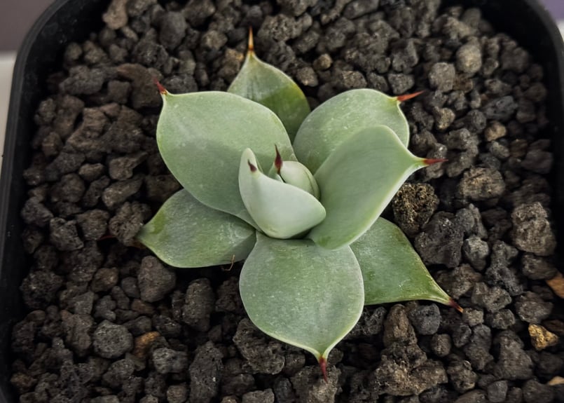 アガベ　一本刺 アガベ イシスメンシス ヌーダム 1本刺しのシンプルなアガベで