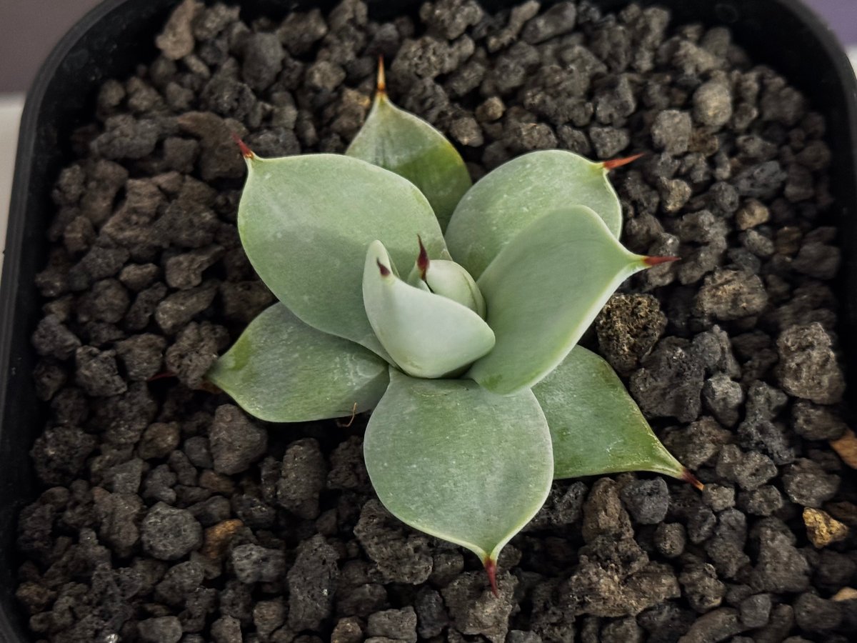 アガベ・一本刺｜（芽）-006｜ agave isthmensis inermis | Plu