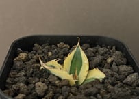 アガベ　シーザー　マルチヘッド【lize】C2 アガベ シーザー マルチヘッド【lize】C2 特選株】アガベ