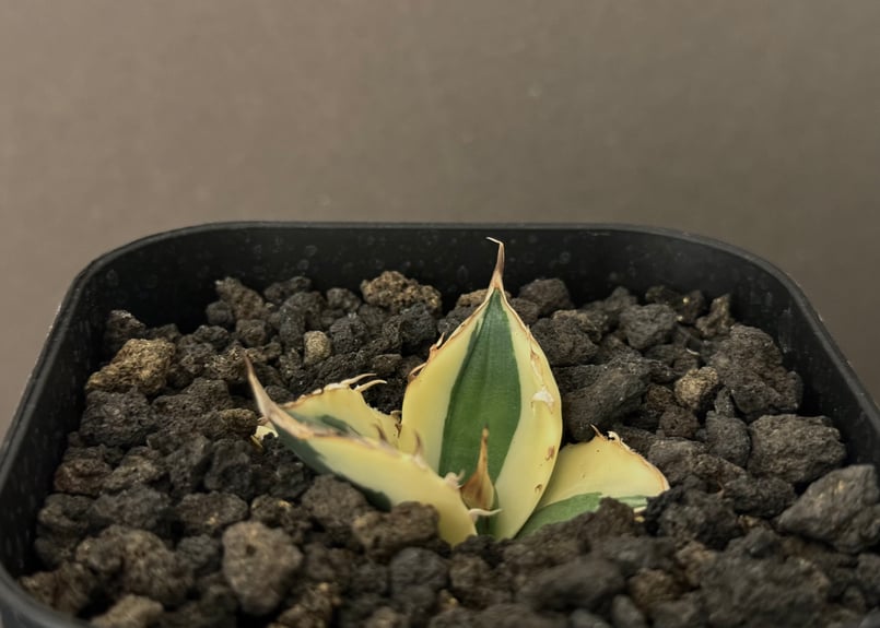 アガベ・チタノタ スナグルトゥース（芽）-005｜agave titanota snaggl