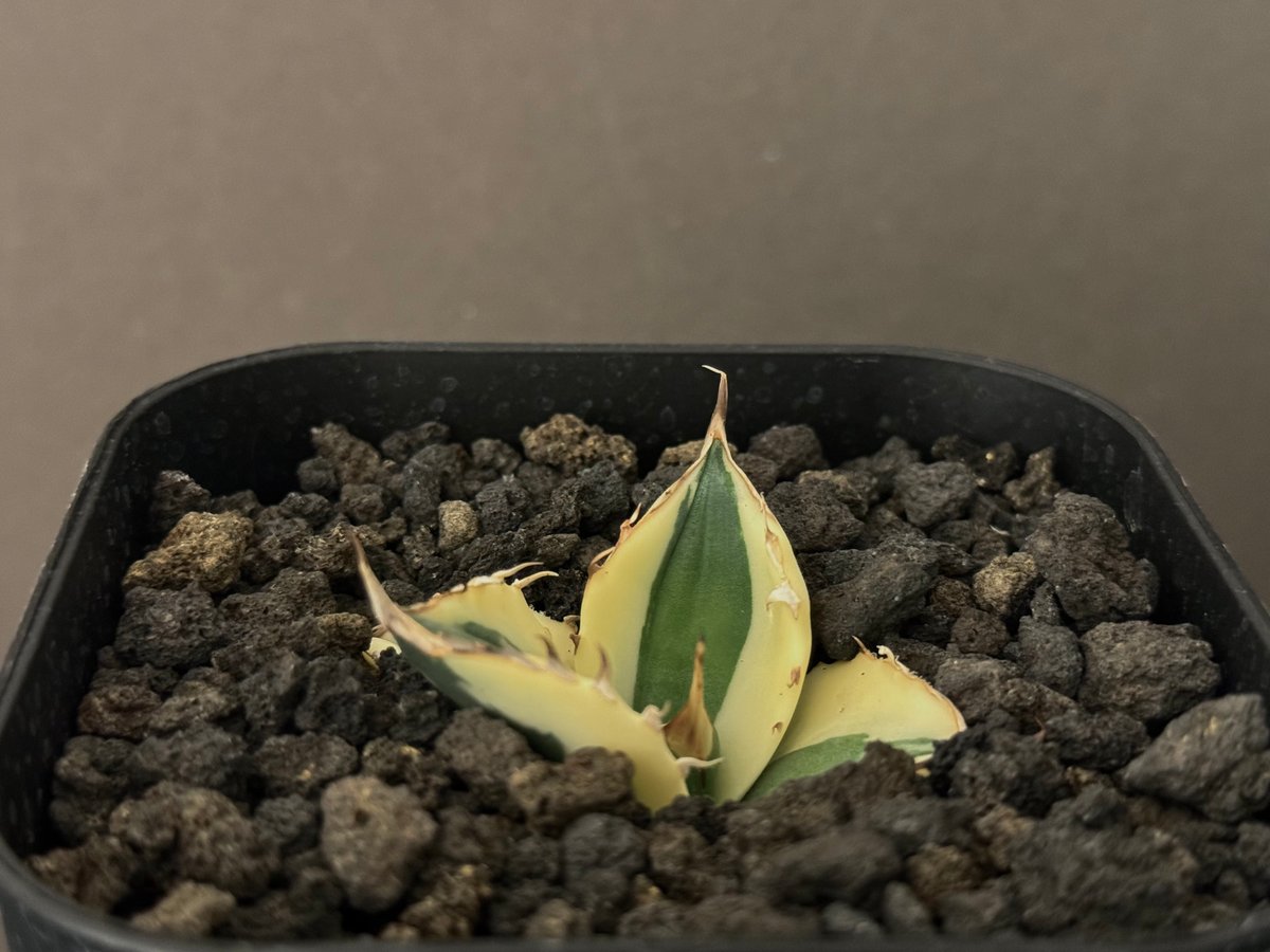アガベ・チタノタ スナグルトゥース(芽)-005|agave titanota アガベ・チタノタ スナグルトゥース(芽)-005|agave titanota