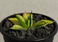 アガベ・白銀甲蟹｜（芽）-005｜ agave isthmensis | Plus_Plant