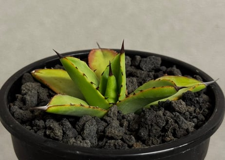 アガベ・笹の雪×イシスメンシス ハイブリッド（芽）-007｜ agave victoriae-reginae x isthmensis