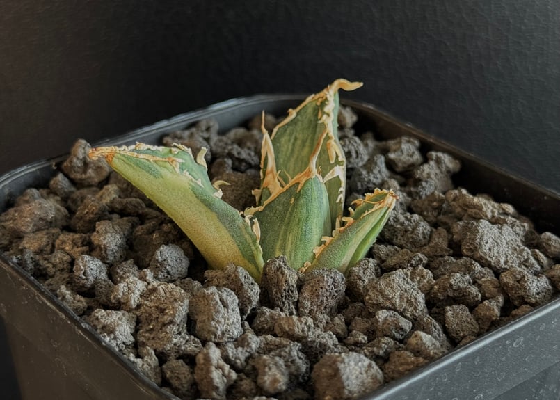 アガベ・チタノタ白鯨（縞斑）芽-008｜agave titanota white