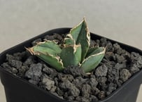 アガベ・チタノタ 羽毛(小)-001｜agave titanota feather | Plu