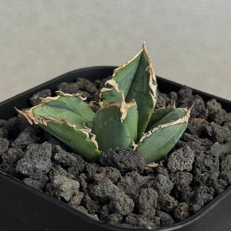 アガベ清桜 | STORES