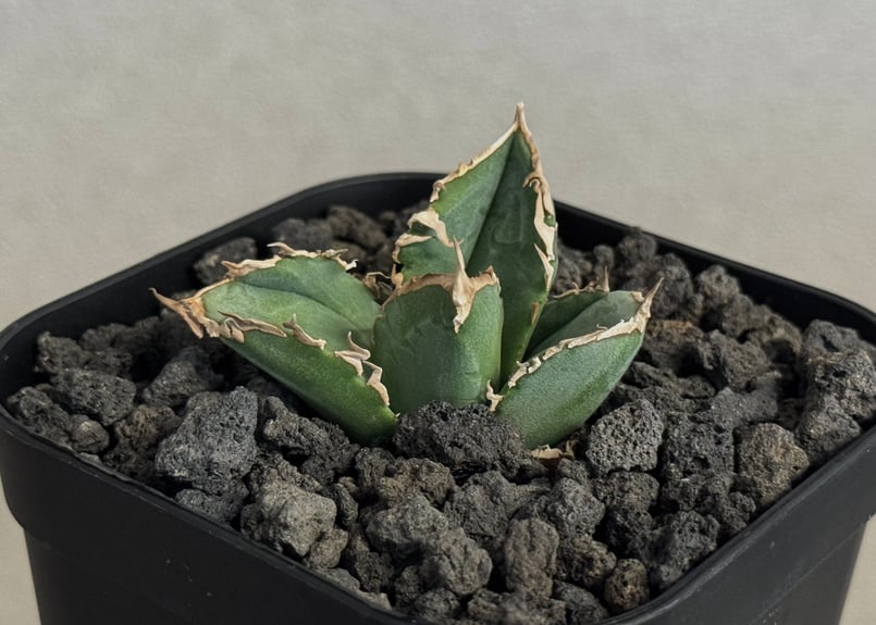 アガベ・チタノタ 清櫻(芽)-004｜agave titanota Queen | Plus_