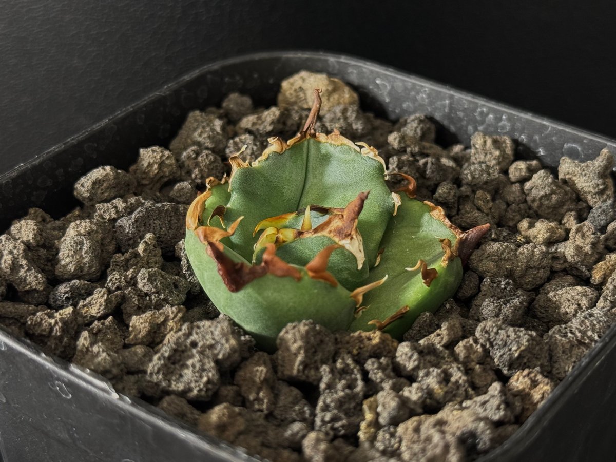 アガベ・チタノタ 虎鯨/シャチ（芽）-001｜agave titanota orca（Kill