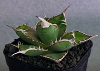 アガベ・チタノタ 緑幽霊（芽）-005｜agave titanota green ghost