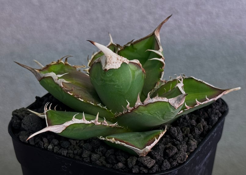 アガベ・チタノタ 緑幽霊（芽）-005｜agave titanota green ghost