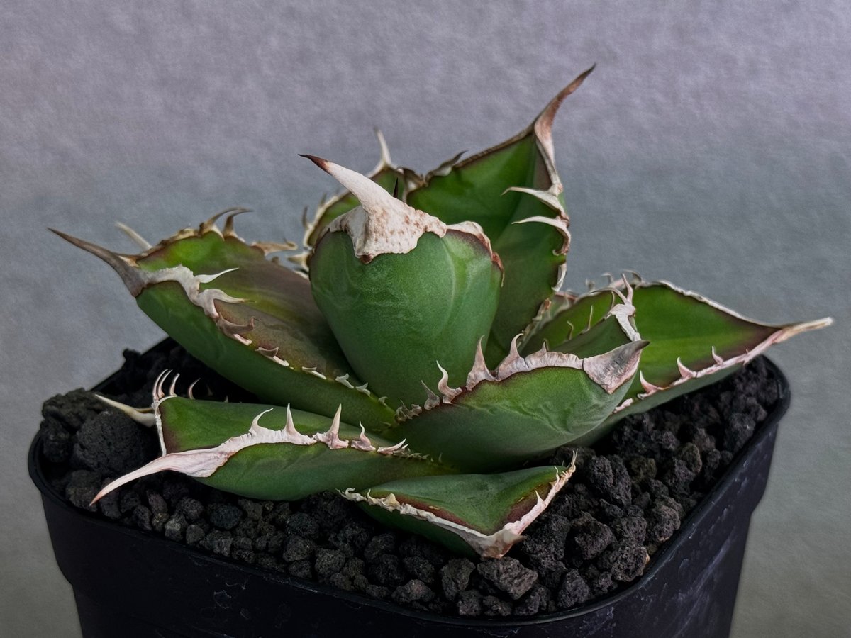 アガベ・チタノタ 緑幽霊（芽）-005｜agave titanota green ghost