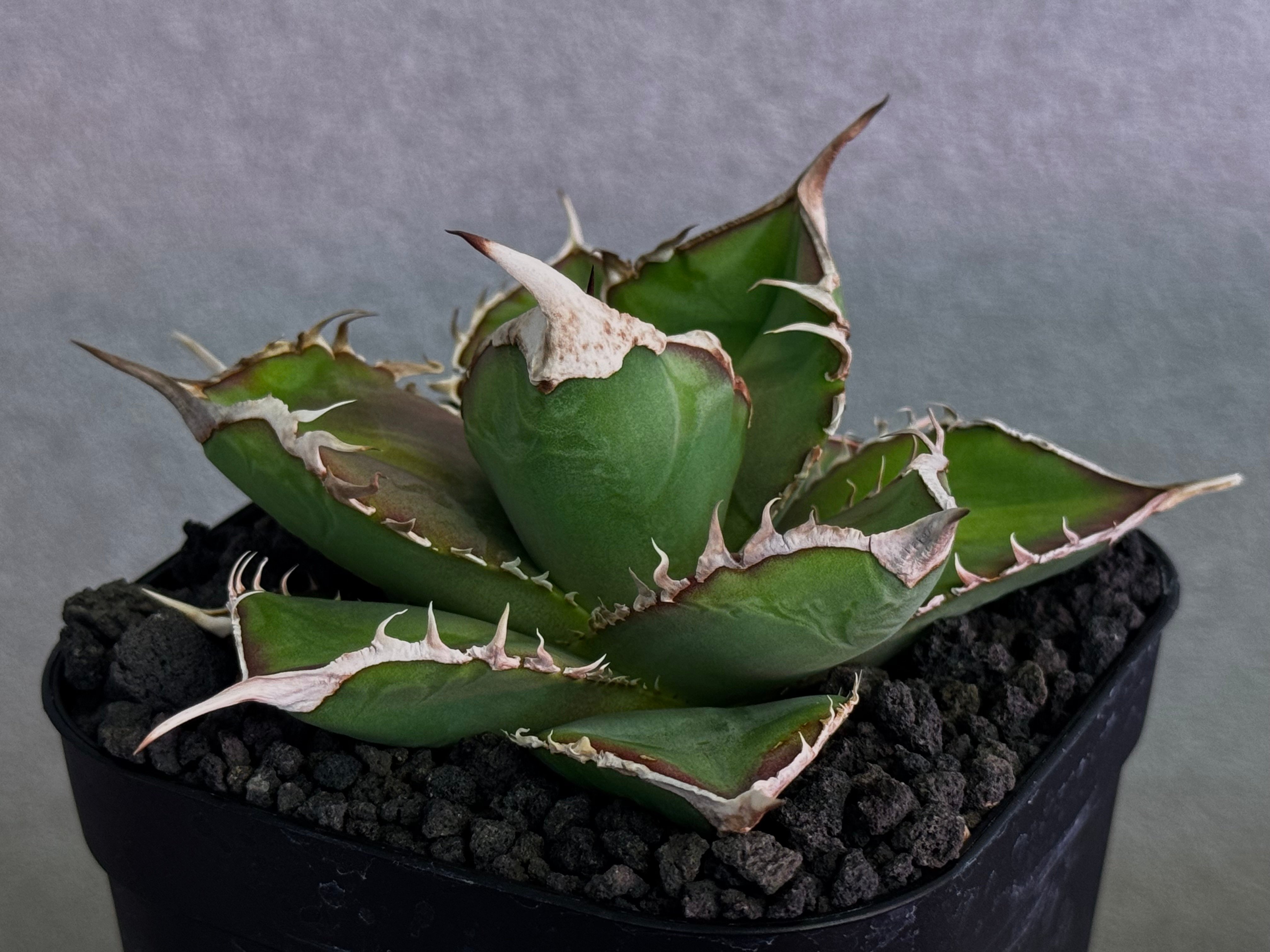 アガベ・チタノタ 緑幽霊（芽）-005｜agave titanota green ghost
