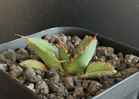 CATEGORY Titanota Imps｜魔丸 | Plus_Plants STORE
