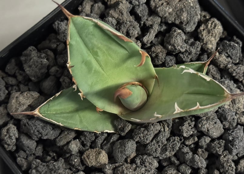 アガベ　チタノタ　白犀牛 アガベ チタノタ '白犀牛' Agave titanota 'white rhino