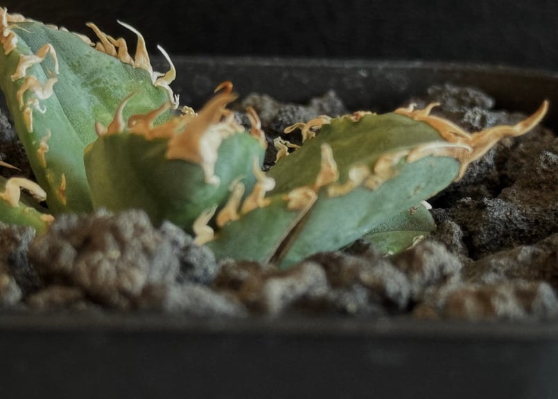 アガベ・チタノタ 白幽霊(芽)-005|agave titanota white アガベ・チタノタ 白幽霊(芽)-005|agave titanota white