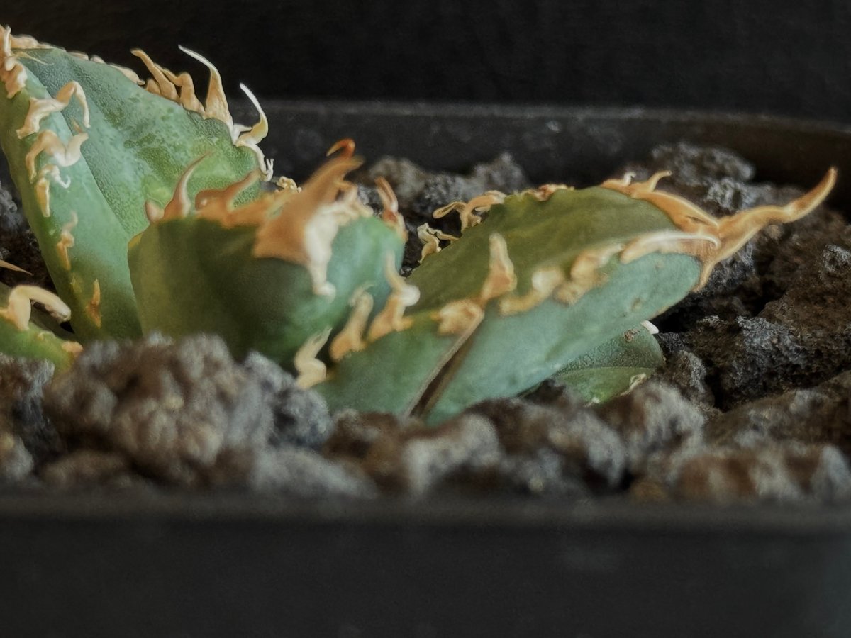 アガベ・チタノタ 白幽霊(芽)-005|agave titanota white アガベ・チタノタ 白幽霊(芽)-005|agave titanota white