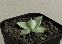 アガベ・チタノタ 大白鯊／Lize血統（芽）-004｜agave titanota 大白鯊