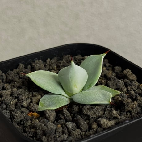 イシスメンシス | STORES