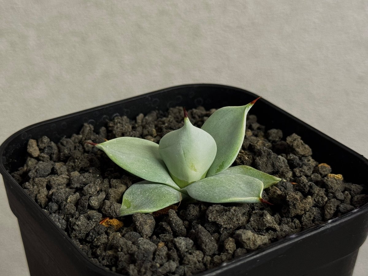 アガベ　一本刺 アガベ・一本刺｜（芽）-001｜ agave isthmensis inermis | Plu