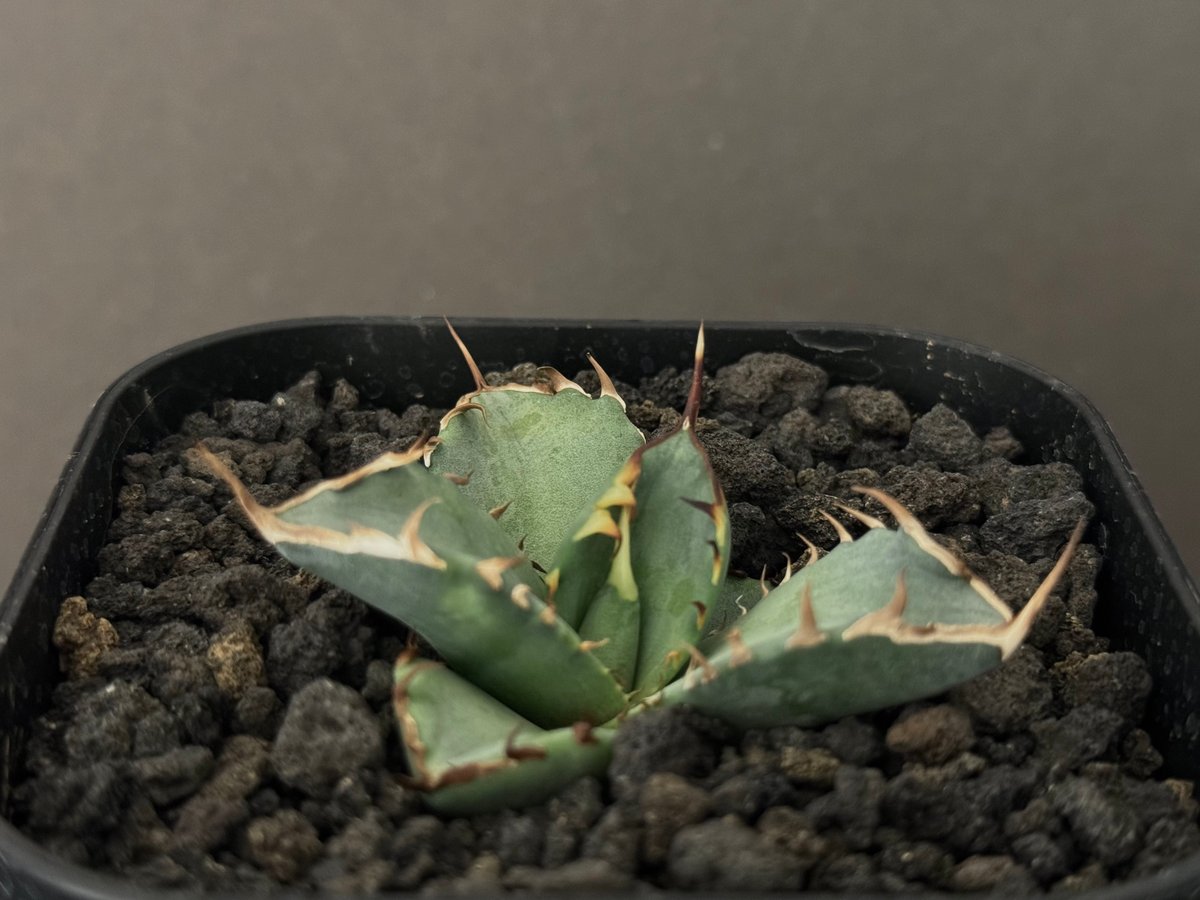 アガベ・チタノタ 阿修羅(芽)-014|Agave titanota ashura | Plu アガベ・チタノタ 阿修羅(芽)-014|Agave titanota ashura | Plu