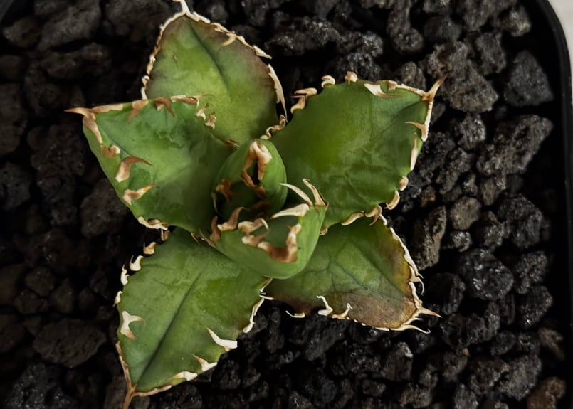 アガベ・チタノタ 徳尔塔(芽)-009｜agave titanota Delta | Plus