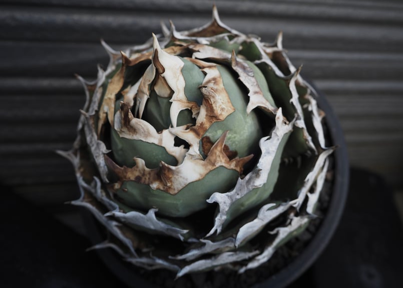 アガベ烈焔大株 アガベ・チタノタ 烈焔（ボールタイプ）特大-032｜agave