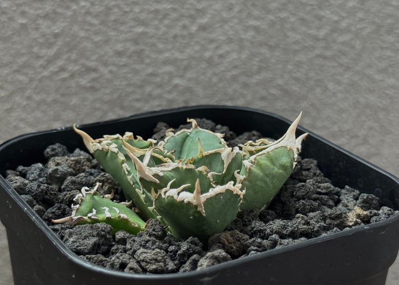 アガベ・チタノタ 白毫刺（芽）-018｜agave titanota | Plus_Plant