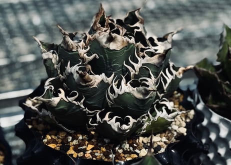 アガベ・スーパーチタノタ（芽）-004｜agave super titanota
