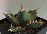 アガベ・チタノタ 皇冠(台湾Lize産)-004｜agave titanota Crown |