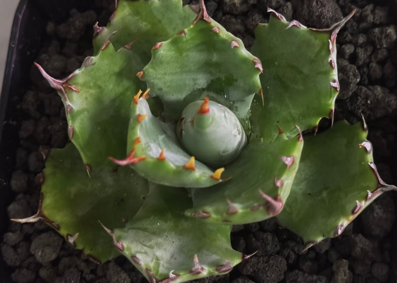 アガベ・姫蠍蟹 (小株)-007｜Agave gypsophila x isthmensis